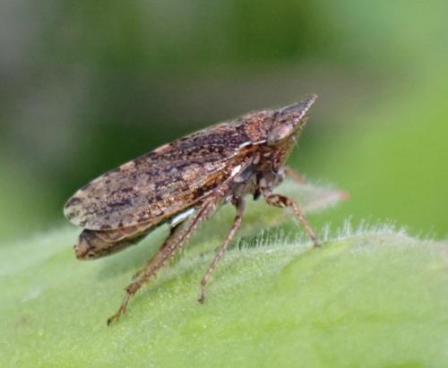 Aphrodes bicinctus